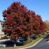 American Red Maple Tree -Brighter Blooms American Red Maple BB 600x600 bf5cdf34 e2dc 4fdd 87a1 25f4995078ee