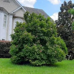 Ann Magnolia Tree -Brighter Blooms Ann Saucer Magnola 7