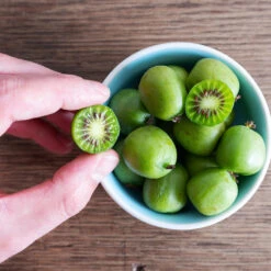 Anna & Meader Kiwi Vine Pollination Pack -Brighter Blooms Anna kiwi7