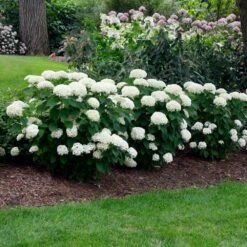 Annabelle Hydrangea Shrub -Brighter Blooms Annabelle Hydrangea 2 BB
