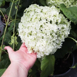 Annabelle Hydrangea Shrub -Brighter Blooms Annabelle Hydrangea 3