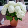 Annabelle Hydrangea Shrub 1 Annabelle Hydrangea Shrub -Brighter Blooms Annabelle Hydrangea BB 600x600 e1f02878 9932 42e2 af4b 4bbd1e76c976