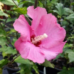 Aphrodite Rose Of Sharon Althea Shrub -Brighter Blooms Aphrodite Rose of Sharon 1