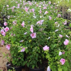 Aphrodite Rose Of Sharon Althea Shrub -Brighter Blooms Aphrodite Rose of Sharon 5 BB