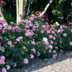 Apricot Drift® Rose -Brighter Blooms Apricot Drift Rose 1