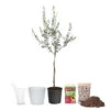 Olive Starter Kit -Brighter Blooms Arbequina Olive Ki 600x600t