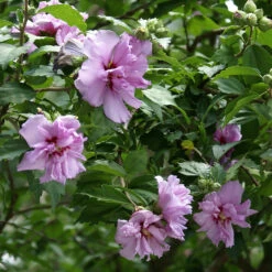 Ardens Rose Of Sharon Althea Shrub -Brighter Blooms Ardens Rose of Sharon 2
