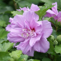 Ardens Rose Of Sharon Althea Shrub -Brighter Blooms Ardens Rose of Sharon BB 4