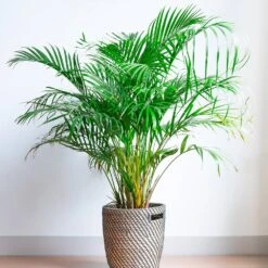 Areca Palm Tree 11 Areca Palm Tree -Brighter Blooms Areca Palm 2 BB