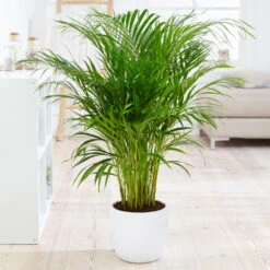 Boho House Plant Kit -Brighter Blooms Areca Palm 4 FGT