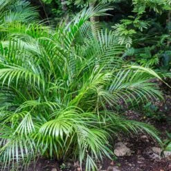 Areca Palm Tree 10 Areca Palm Tree -Brighter Blooms Areca Palm 7 BB