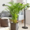Areca Palm Tree -Brighter Blooms Areca Palm BB 600x600 a4054546 2679 4270 ada4 ab7be57fb633