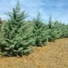 Drought-Tolerant Evergreen Tree -Brighter Blooms Arizona Cypress BB 600x600 93bc7bde 3f35 436f 8619 e0ccf1c0fbdb