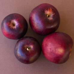 Arkansas Black Apple Tree 10 Arkansas Black Apple Tree -Brighter Blooms Arkansas Black Apple 3