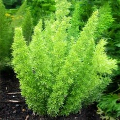 Myers Asparagus Fern Plant -Brighter Blooms Asparagus Fern Foxtail 2