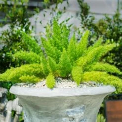 Myers Asparagus Fern Plant -Brighter Blooms Asparagus Fern Foxtail 3