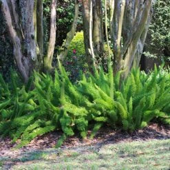 Myers Asparagus Fern Plant -Brighter Blooms Asparagus Fern Foxtail 5 BB