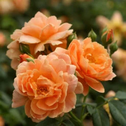 At Last® Rose -Brighter Blooms At Last Rose 5 BB