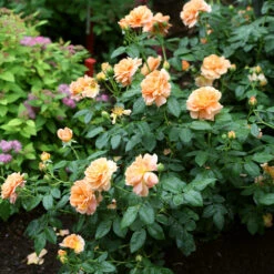 At Last® Rose -Brighter Blooms At Last Rose4