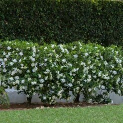 August Beauty Gardenia Shrub 8 August Beauty Gardenia Shrub -Brighter Blooms August Beauty Gardenia 1 BB