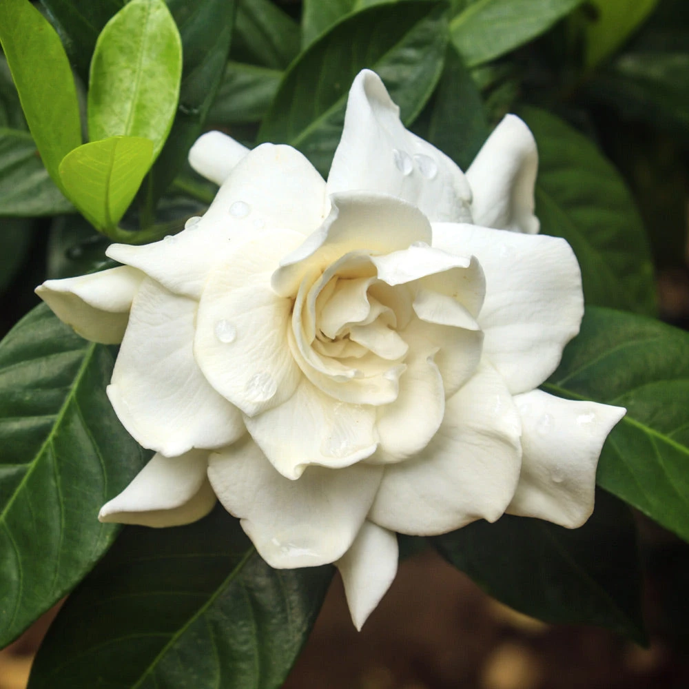 August Beauty Gardenia Shrub 4 August Beauty Gardenia Shrub - Image 2