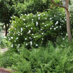 August Beauty Gardenia Shrub 9 August Beauty Gardenia Shrub -Brighter Blooms August Beauty Gardenia 4 FGT