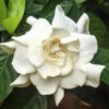 August Beauty Gardenia Shrub 2 August Beauty Gardenia Shrub -Brighter Blooms August Beauty Gardenia BB 600