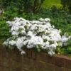 Autumn Angel® Encore® Azalea Shrub