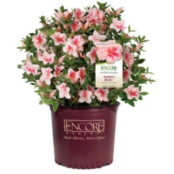 Autumn Belle® Encore® Azalea Shrub 10 Autumn Belle® Encore® Azalea Shrub -Brighter Blooms Autumn Belle Encore Azalea 1