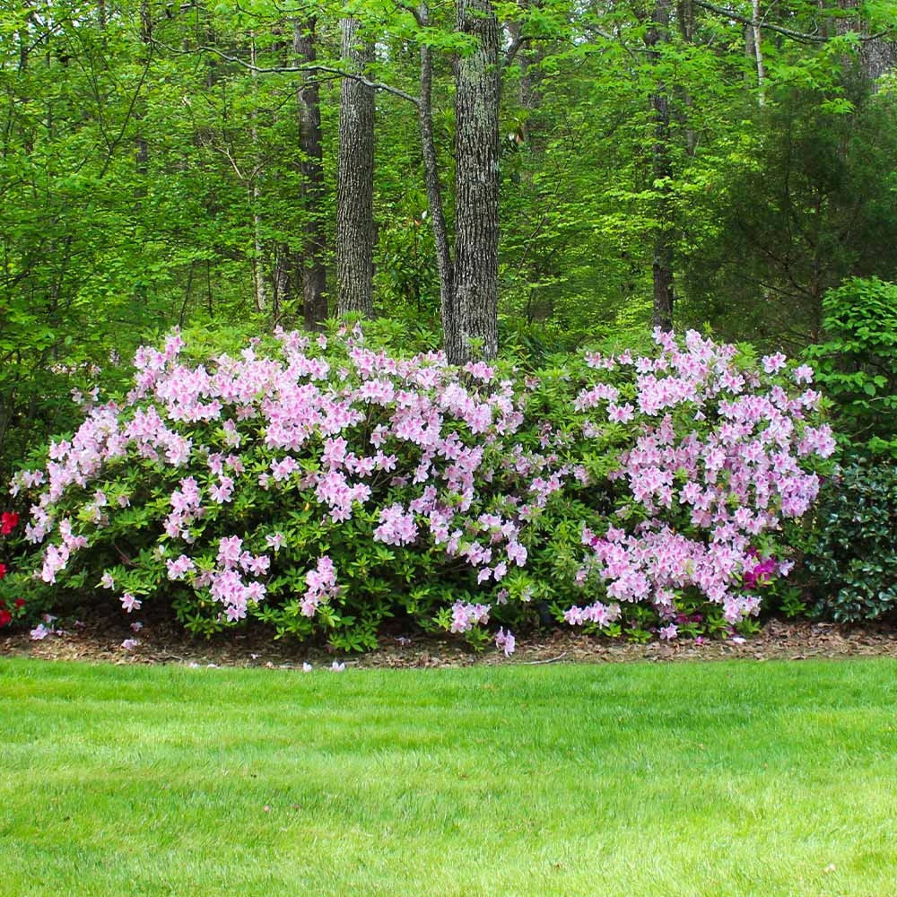 Autumn Belle® Encore® Azalea Shrub 5 Autumn Belle® Encore® Azalea Shrub - Image 3
