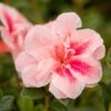 Autumn Belle® Encore® Azalea Shrub 2 Autumn Belle® Encore® Azalea Shrub -Brighter Blooms Autumn Belle Encore Azalea BB 600x600 742d8f02 a7ab 474f b0bb 38e788468dbf