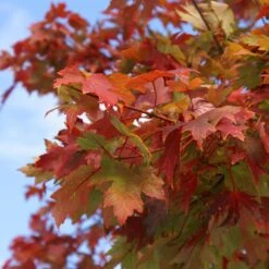Autumn Blaze® Maple Tree -Brighter Blooms Autumn Blaze Maple 1 FGT