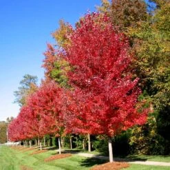 Autumn Blaze® Maple Tree -Brighter Blooms Autumn Blaze Maple 3 BB