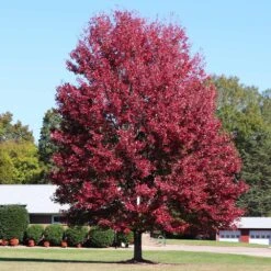 Autumn Blaze® Maple Tree -Brighter Blooms Autumn Blaze Maple 4 BB