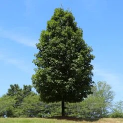 Autumn Blaze® Maple Tree -Brighter Blooms Autumn Blaze Maple 5 BB