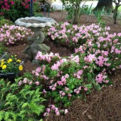 Autumn Debutante® Encore® Azalea Shrub -Brighter Blooms Autumn Debutante Encore 1