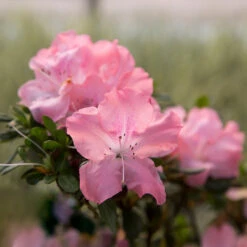 Autumn Debutante® Encore® Azalea Shrub -Brighter Blooms Autumn Debutante Encore 2