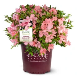 Autumn Debutante® Encore® Azalea Shrub -Brighter Blooms Autumn Debutante Encore 4