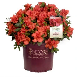 Autumn Embers® Encore® Azalea Shrub 12 Autumn Embers® Encore® Azalea Shrub -Brighter Blooms Autumn Embers Azalea 1 65c338a0 d13b 4a8e 90d9 5bf240231aa4