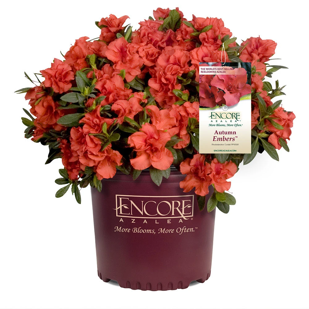 Autumn Embers® Encore® Azalea Shrub 7 Autumn Embers® Encore® Azalea Shrub - Image 5