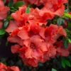 Autumn Embers® Encore® Azalea Shrub -Brighter Blooms Autumn Embers Azalea 5 2dbb9c6f 691f 4ac3 80ce 9314969fe5b4