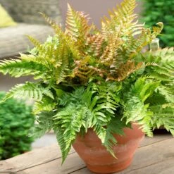 Sunset Hues House Plant Kit -Brighter Blooms Autumn Fern 1 e31ce0c4 50cb 4989 8999 5e6bf412fc89