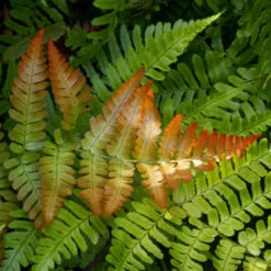 Brilliance Autumn Fern 9 Brilliance Autumn Fern -Brighter Blooms Autumn Fern 2