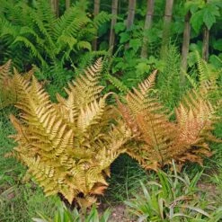 Brilliance Autumn Fern 10 Brilliance Autumn Fern -Brighter Blooms Autumn Fern 3