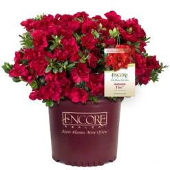 Autumn Fire® Encore® Azalea Shrub 9 Autumn Fire® Encore® Azalea Shrub -Brighter Blooms Autumn Fire Encore Azalea 1
