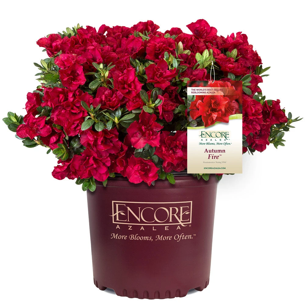 Autumn Fire® Encore® Azalea Shrub 5 Autumn Fire® Encore® Azalea Shrub - Image 3