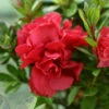 Autumn Fire® Encore® Azalea Shrub 2 Autumn Fire® Encore® Azalea Shrub -Brighter Blooms Autumn Fire Encore Azalea BB 600x600 8054b358 d244 4b3c ab32 49b9ac607591
