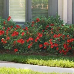 Autumn Fire® Encore® Azalea Shrub 10 Autumn Fire® Encore® Azalea Shrub -Brighter Blooms Autumn Fire Encore Azalea BB 7