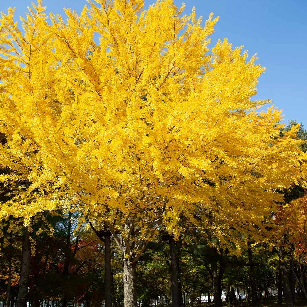Autumn Gold Ginkgo Tree 4 Autumn Gold Ginkgo Tree - Image 2