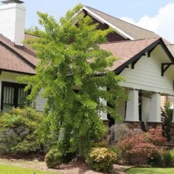 Autumn Gold Ginkgo Tree 13 Autumn Gold Ginkgo Tree -Brighter Blooms Autumn Gold Ginkgo Biloba 6 BB 58c3ed21 b6d0 49d7 bdcd f3308758f530